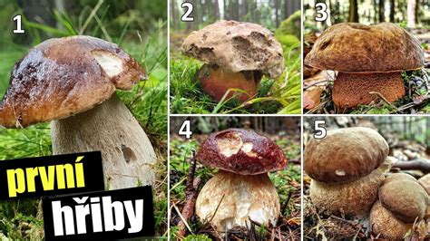 Porovnanie jedlých a jedovatých druhov bedlí