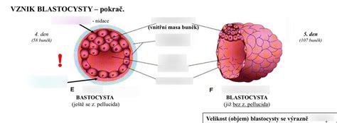 Detailný proces uhniezdenia blastocysty