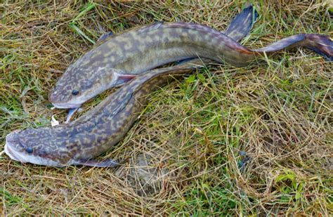 Ryba ťahajúca udicu