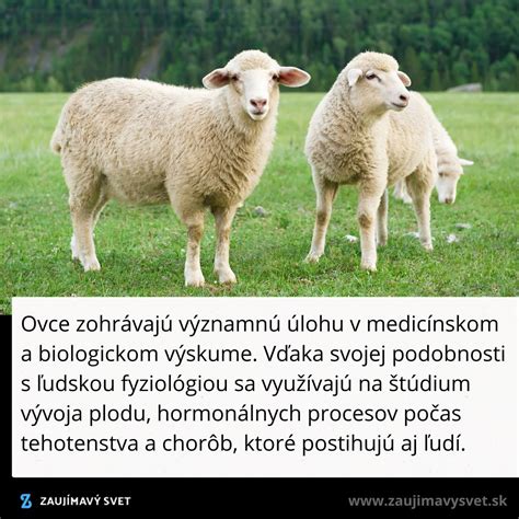 Obrázok oviec na zelenej májovej lúke