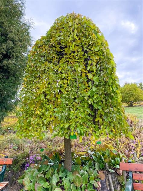 Strom Pimenta dioica s plodmi