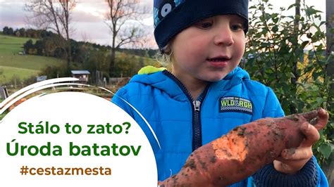 Pestovanie batátov