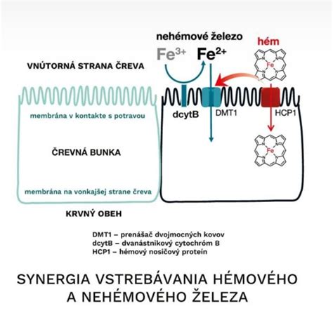 Infografika porovnávajúca vstrebateľnosť hémového a nehémového železa