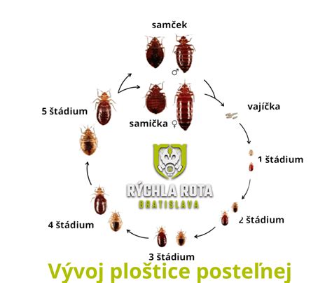 Vajíčka ploštice posteľnej na povrchu