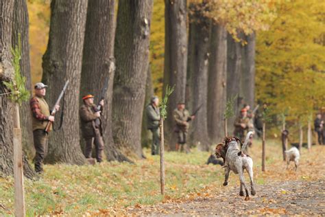 Čistenie a špikovanie bažanta
