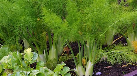 Rôzne druhy hľuzovej zeleniny