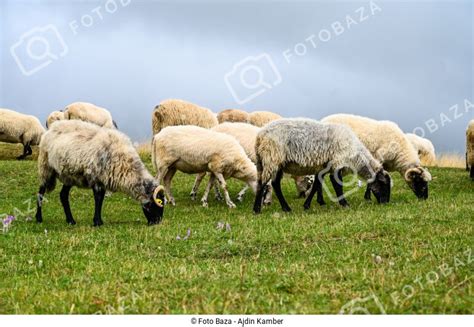 Májová bryndza a ovce na paši