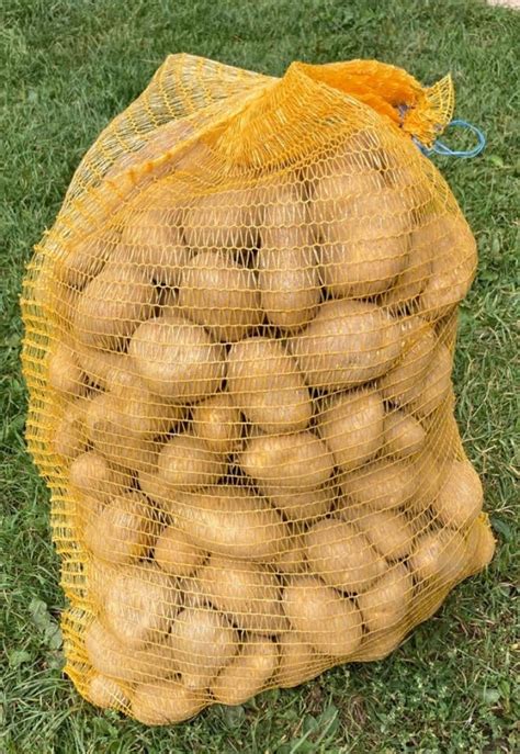Ručne zbierané zemiaky na farme