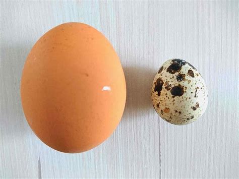 Porovnanie veľkostí slepačieho a prepeličieho vajíčka