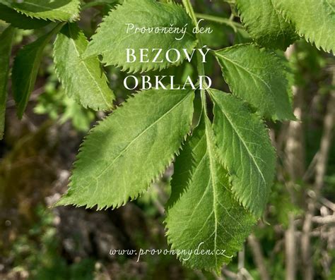 Pripravený obklad z ríbezľových listov na koleno