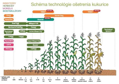 schéma rastliny kukurice s označenými časťami (metlina, šúľok, listy)