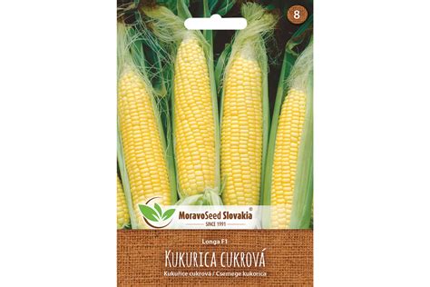 Naklíčené semená kukurice na vlhkej utierke