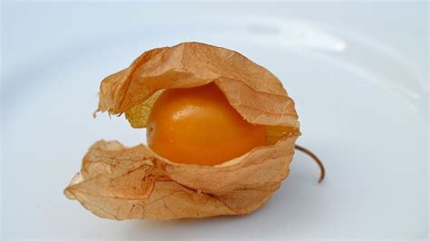 Židovská čerešňa (Physalis) - ilustračné foto