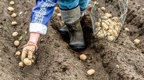 Sadenie zemiakov do riadkov