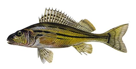 Ilustrácia rôznych druhov rýb