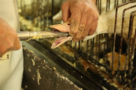 Proces gavage pri výrobe foie gras