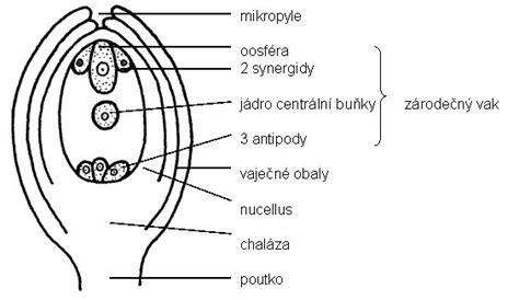 Schéma jednoduchého lúpania vajíčka