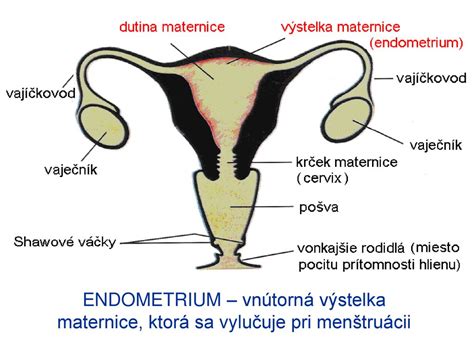 Anatomická schéma maternice