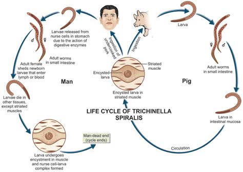 Schematické znázornenie vývojového cyklu Trichinella spiralis u hostiteľa