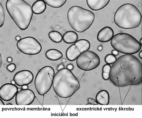 Detailná štruktúra kremeliny pod mikroskopom
