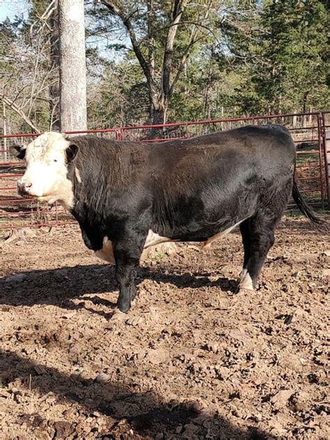 Mapa rozšírenia plemien Black Angus a Hereford