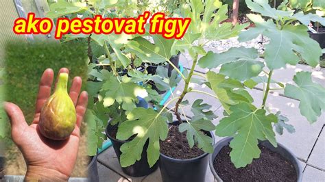 Rôzne typy ovocia a orechov ako prísady do perníka