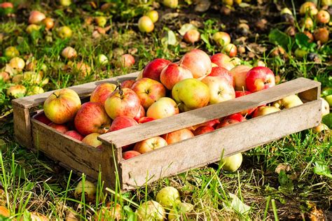 Jablká uskladnené v debničkách