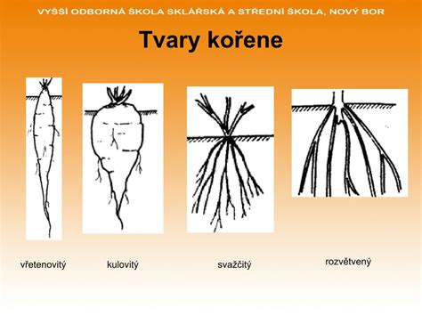 Tvary koreňov mrkvy: guľaté, kónické, valcovité