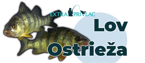 Výstroj na lov ostrieža