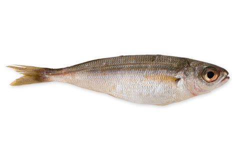 Treska tmavá v Atlantickom oceáne