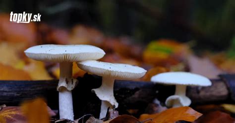 Tabuľka porovnávajúca bedľu vysokú s jedovatými druhmi