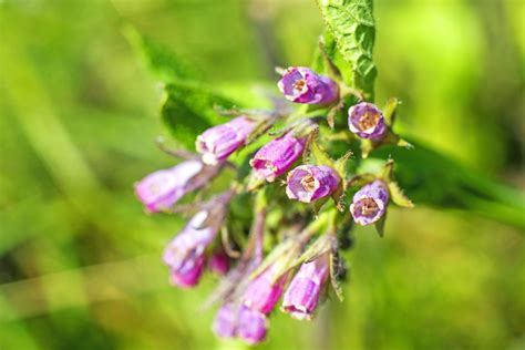 Zloženie kostihoja lekárskeho a jeho účinky