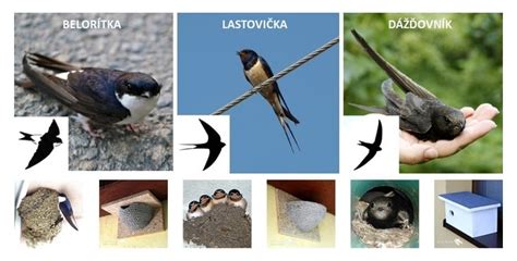 Rozdiel medzi hniezdami lastovičky a belorítky