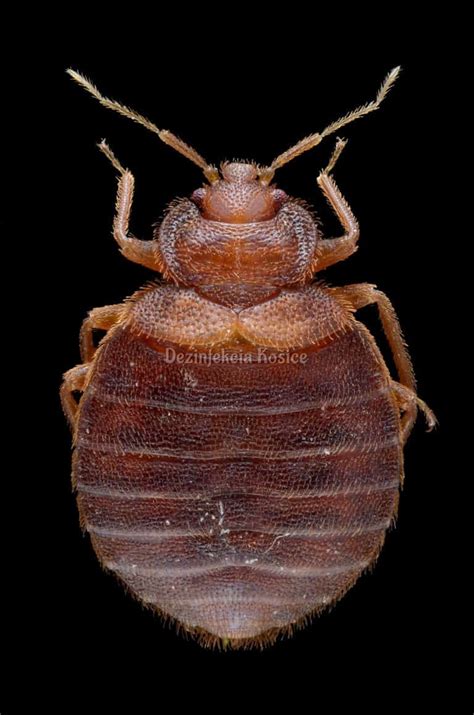 Ploštica postelná (Cimex lectularius)