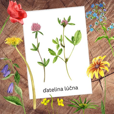 Ilustrácia repíka lekárskeho s popisom kvetov a listov