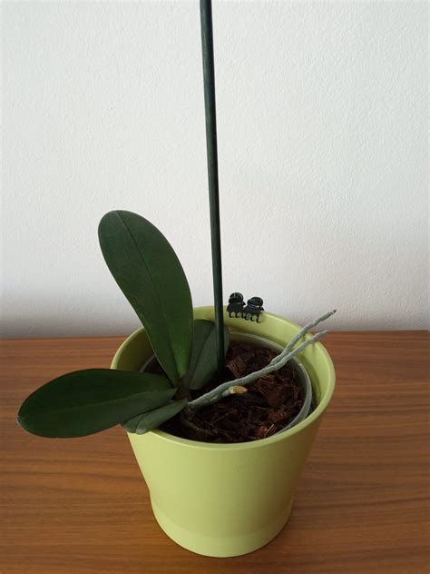 Keiki vyrastajúce z kvetnej stonky orchidey