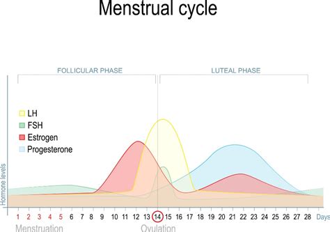 Graf hormonálnych zmien počas menštruačného cyklu