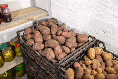 Uskladnené zemiaky v tmavej pivnici