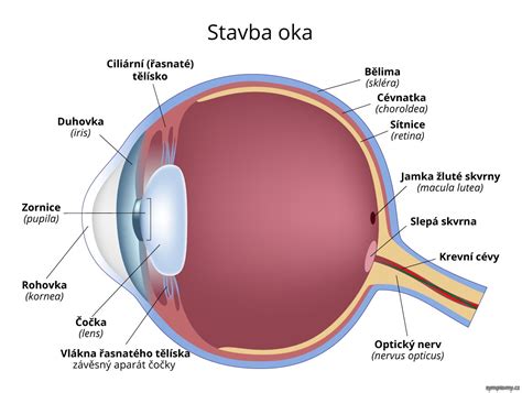 Štruktúra ľudského oka a vplyv rozmarínu