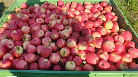 Čerstvé jablká pripravené na strúhanie