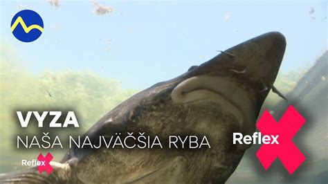 Vyza veľká: Rozšírenie a habitat