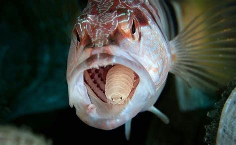 Fotografia ryby s parazitom Cymothoa exigua namiesto jazyka