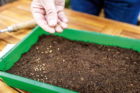 Výsev paradajkových semienok do výsevného substrátu