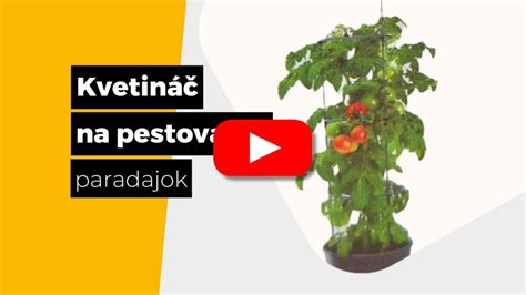 Schéma presádzania priesad paradajok do záhrady