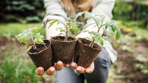 Schematický nákres správneho zasadenia paradajkovej priesady