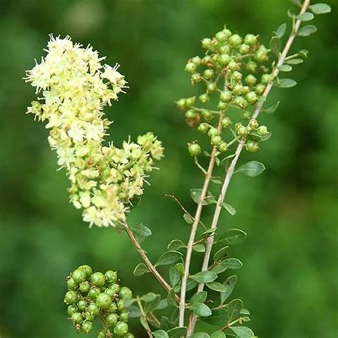 Rastlina Lawsonia inermis (henna)