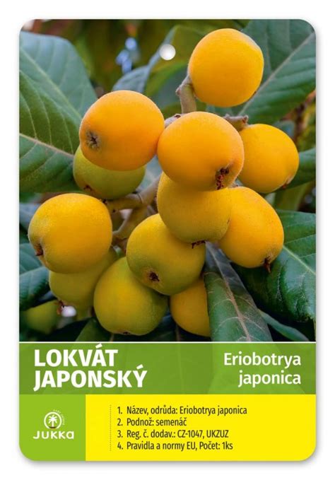 Lokvát japonský