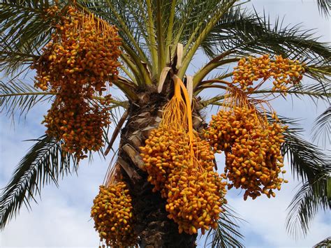 Datle na palme