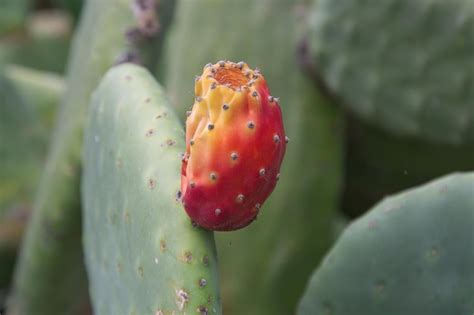 Rastlina Nopal (opuncia)