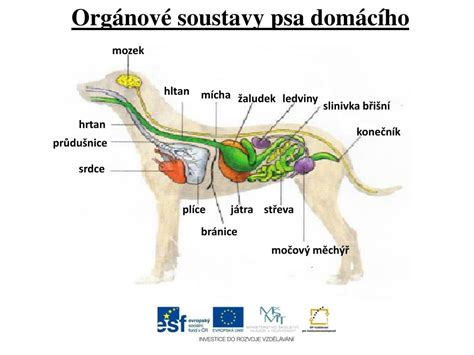 Anatómia tráviaceho systému psa